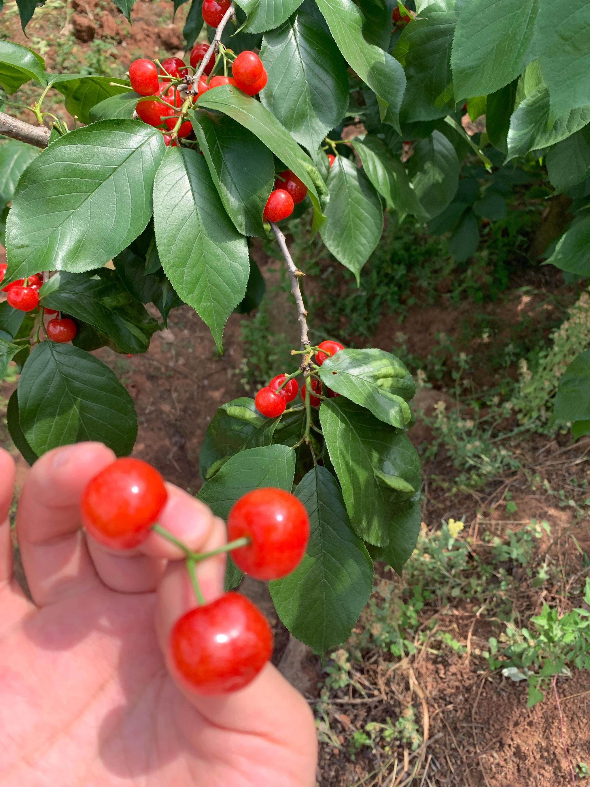 黄栗留鸣桑葚美紫樱桃熟麦风凉