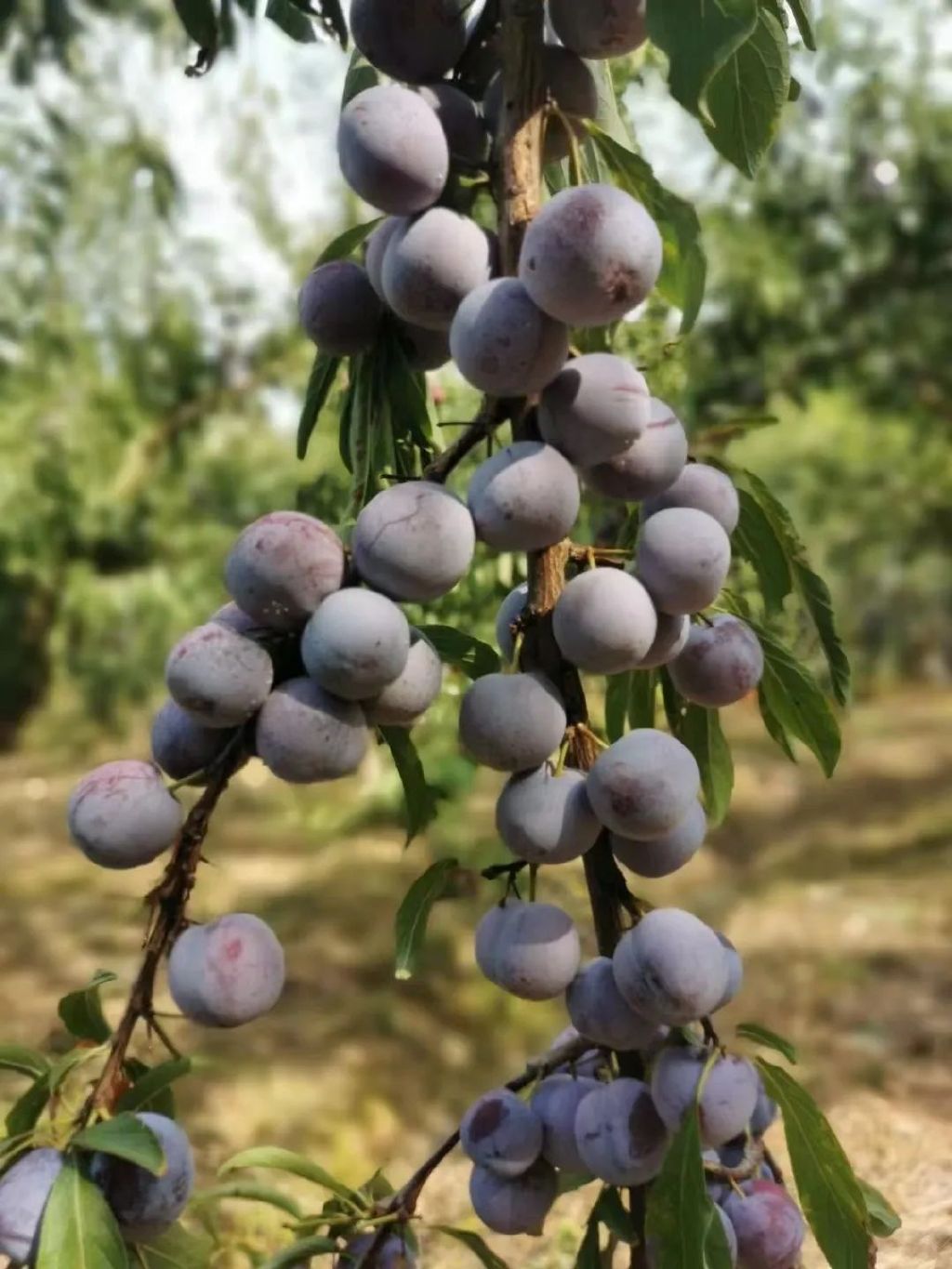为何竹节虫被叫做“会走路的树枝”?...