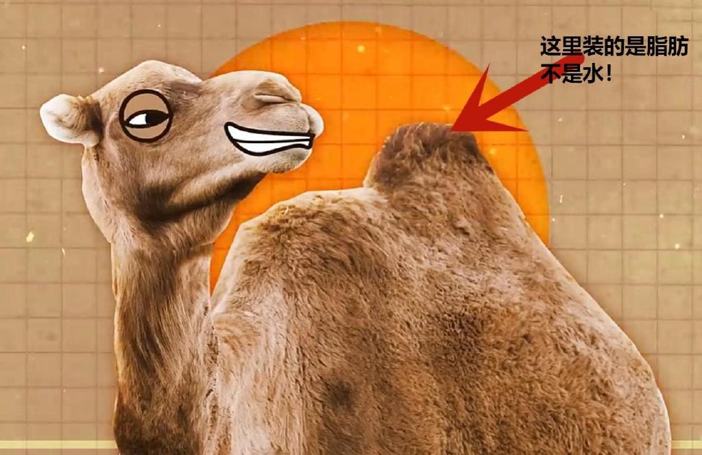 沙漠中遇到渴死的骆驼,为什么不能碰呢?后果会有多严重?