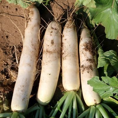 什么时候采收萝卜最合适?霜冻前不收影响并不大,关键在于这一点休闲区蓝鸢梦想 - Www.slyday.coM 什么时候采收萝卜最合适?霜冻前不收影响并不大,关键在于这一点休闲区蓝鸢梦想 - Www.slyday.coM