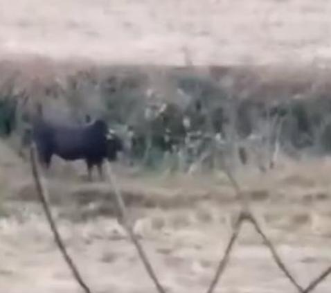 湖南公牛顶死自家主人后被枪毙,官方:确有此事,牛曾多次顶过人休闲区蓝鸢梦想 - Www.slyday.coM 湖南公牛顶死自家主人后被枪毙,官方:确有此事,牛曾多次顶过人休闲区蓝鸢梦想 - Www.slyday.coM