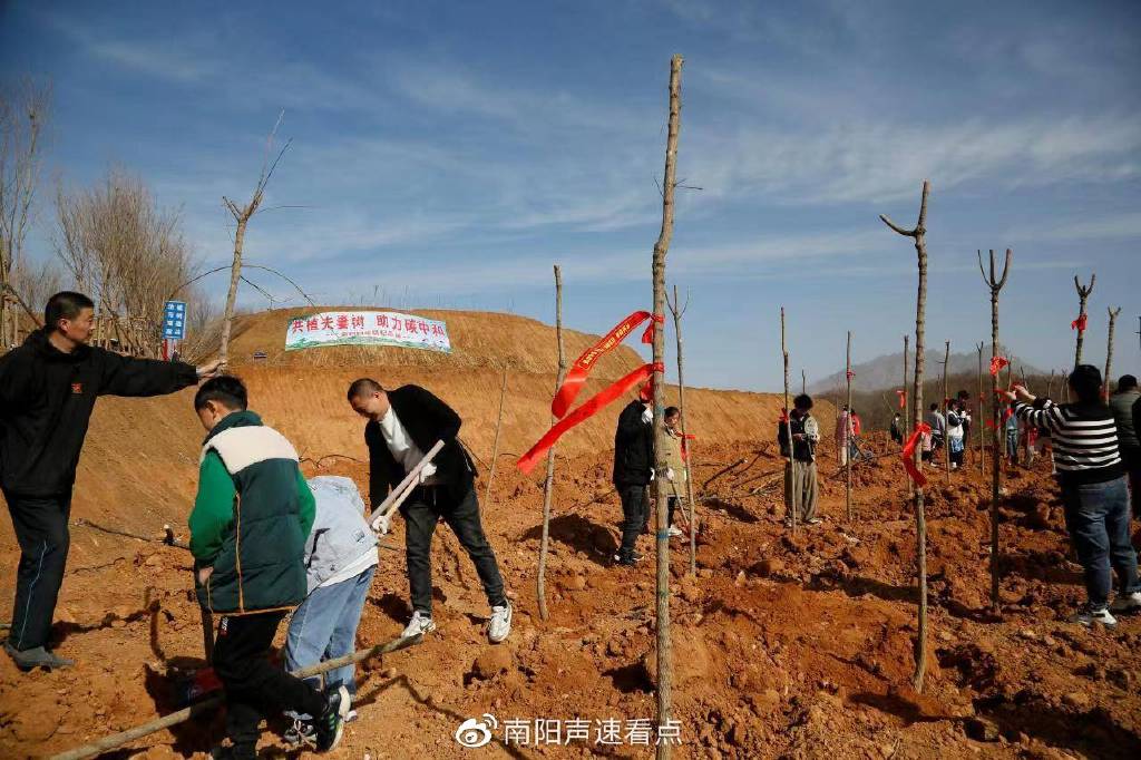 喜接“连理枝 ”同植“夫妻树” 南召20对新人集体种植“爱情纪念林” 纪念林 爱情 夫妻树 新浪新闻