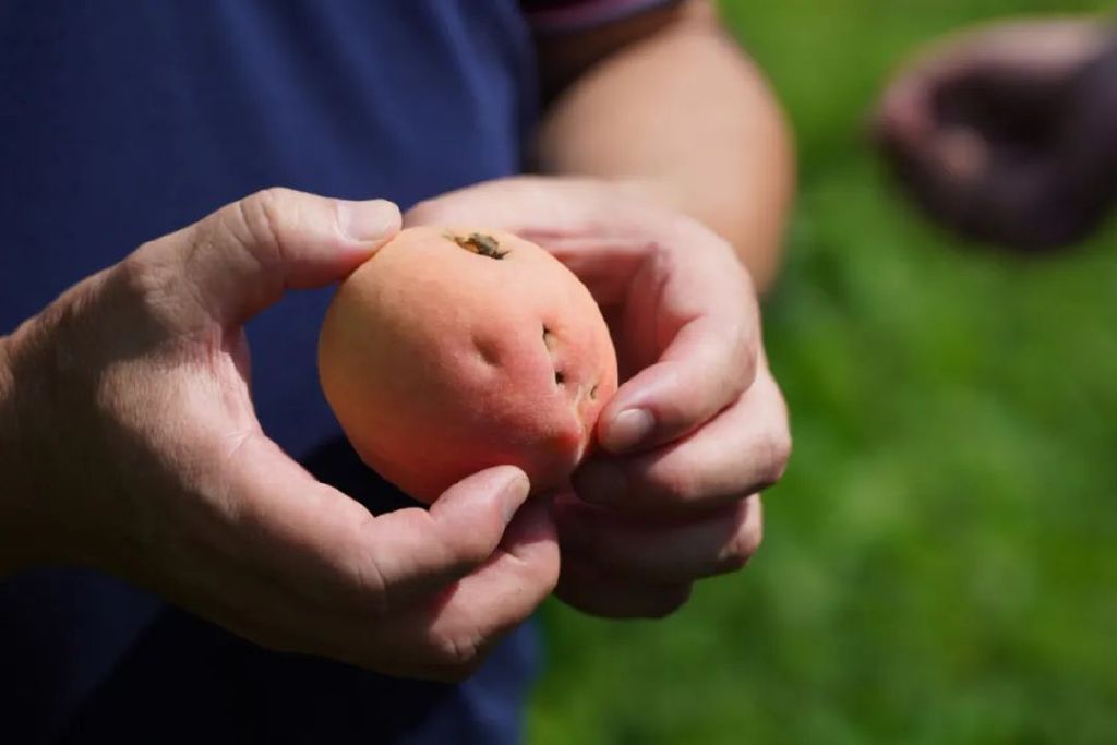 一只被冰雹砸过的桃子还有救吗?休闲区蓝鸢梦想 - Www.slyday.coM 一只被冰雹砸过的桃子还有救吗?休闲区蓝鸢梦想 - Www.slyday.coM