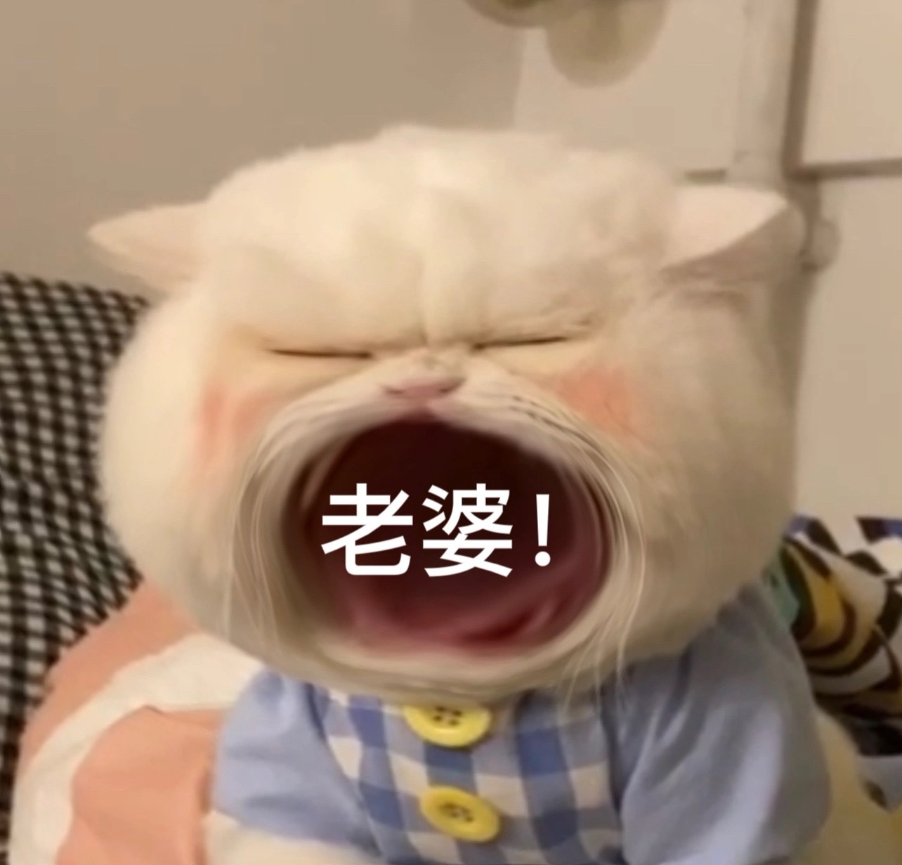 猫咪张大嘴表情包合集