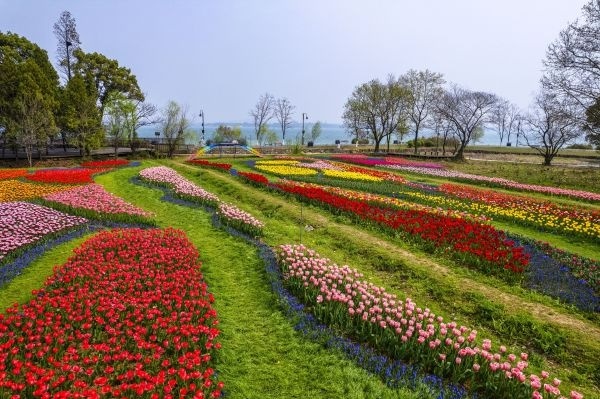 80万株鲜花织出彩虹地毯，郁金香领衔武汉植物园<a href=