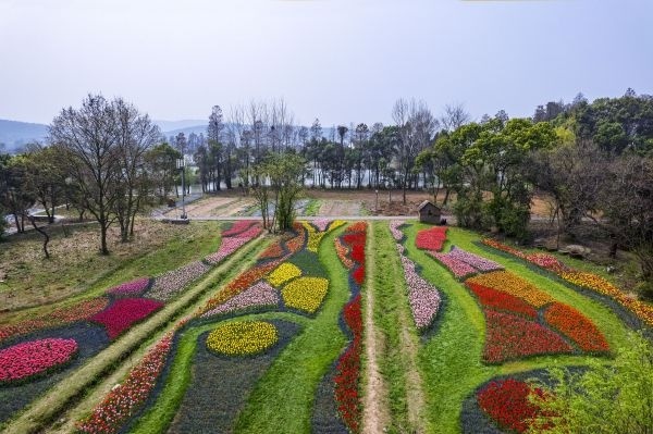 80万株鲜花织出彩虹地毯，郁金香领衔武汉植物园<a href=