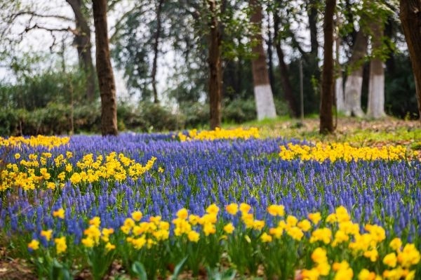 80万株鲜花织出彩虹地毯，郁金香领衔武汉植物园<a href=