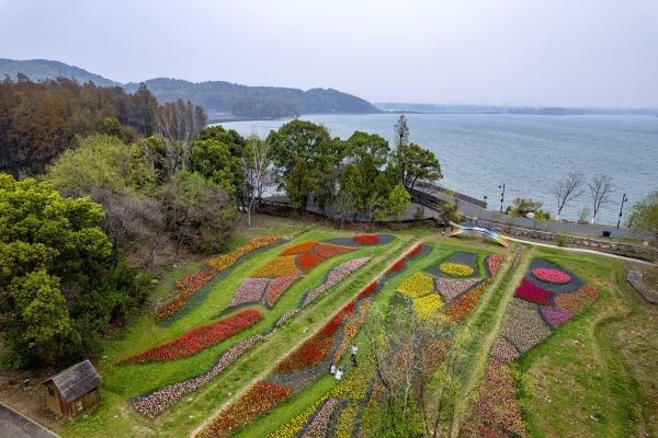 80万株鲜花织出彩虹地毯，郁金香领衔武汉植物园<a href=