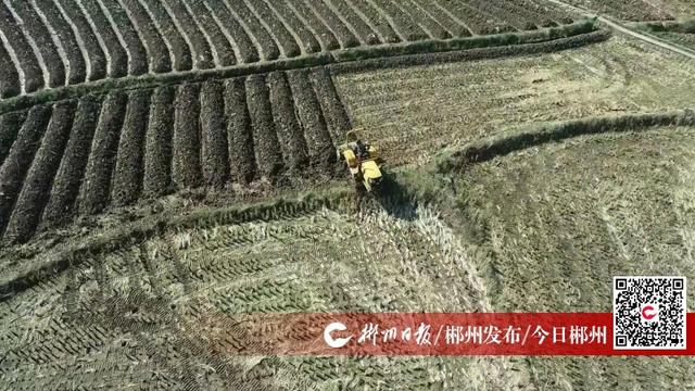 桂阳:抢抓晴好天气 23万亩烟田翻耕起垄忙|桂阳