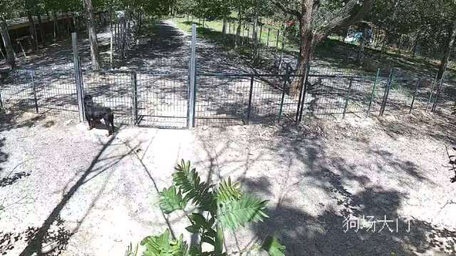 在我心里黑豹永远都是独一无二的小狗狗