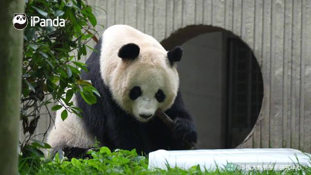 圆脸ber大熊猫吃播博主已上线