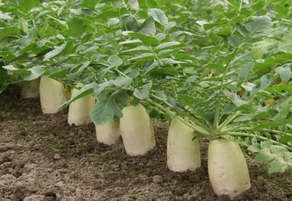 什么时候采收萝卜最合适?霜冻前不收影响并不大,关键在于这一点休闲区蓝鸢梦想 - Www.slyday.coM 什么时候采收萝卜最合适?霜冻前不收影响并不大,关键在于这一点休闲区蓝鸢梦想 - Www.slyday.coM