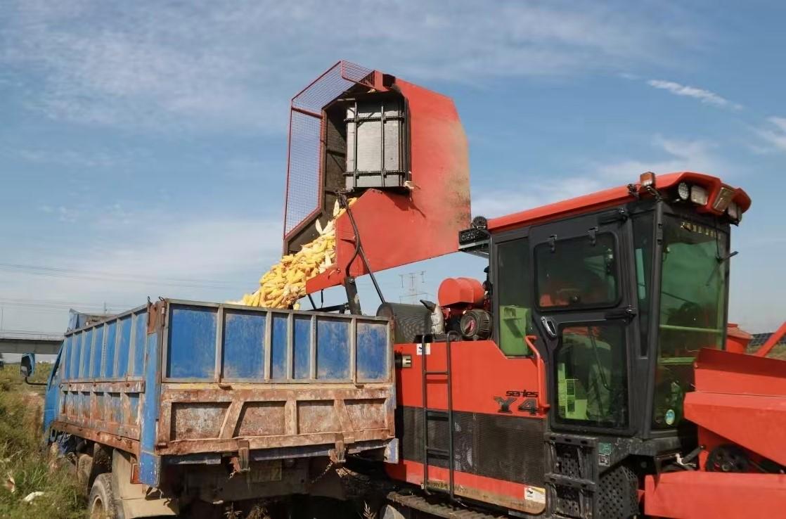 河北盐山：天气晴好 抢收玉米