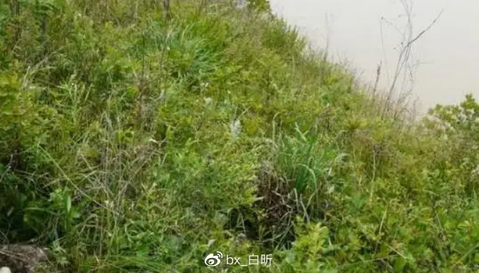 1995年，吉林农妇好心救毒蛇，多次放生却赖着不走，一养就是12年休闲区蓝鸢梦想 - Www.slyday.coM