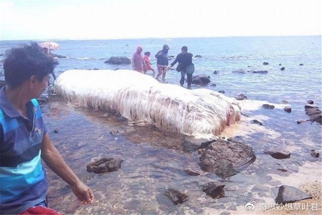 澳洲海滩上的“果冻状”物体,千万不能捏,里面都是小生命!