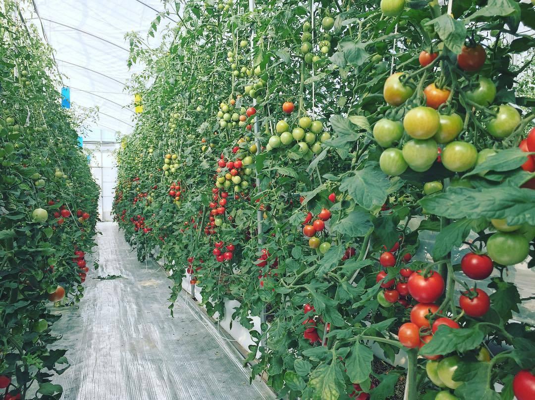 有机番茄高效种植之番茄种植环境
