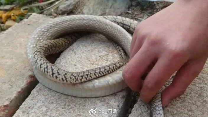 1995年，吉林农妇好心救毒蛇，多次放生却赖着不走，一养就是12年休闲区蓝鸢梦想 - Www.slyday.coM