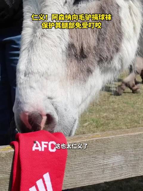 仁义！阿森纳向毛驴捐球袜，保护其腿部免受叮咬