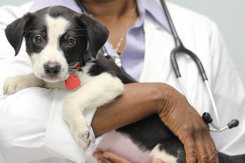 波奇宠物app是哪发货（波奇网｜“它经济”下的新风口 宠物保险诞生机遇）