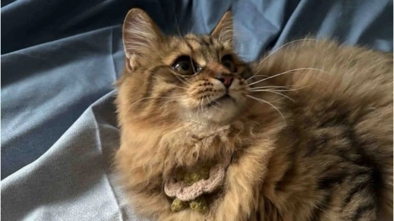 猫咪被困商店顺理成章入职，每日打卡上班，老板乐开了花！