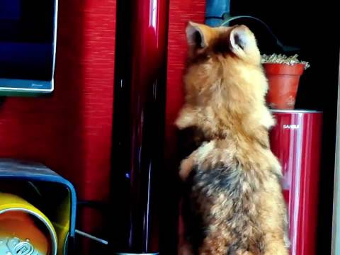 怪不得格林能当狼王，原先天天在家看动物世界