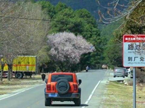 自驾骑行318,来这里免费领水! 山泉与格桑花,问候远方客人 自驾骑行318,来这里免费领水! 山泉与格桑花,问候远方客人