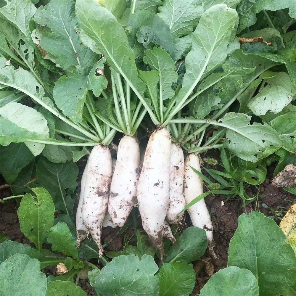 什么时候采收萝卜最合适?霜冻前不收影响并不大,关键在于这一点休闲区蓝鸢梦想 - Www.slyday.coM 什么时候采收萝卜最合适?霜冻前不收影响并不大,关键在于这一点休闲区蓝鸢梦想 - Www.slyday.coM