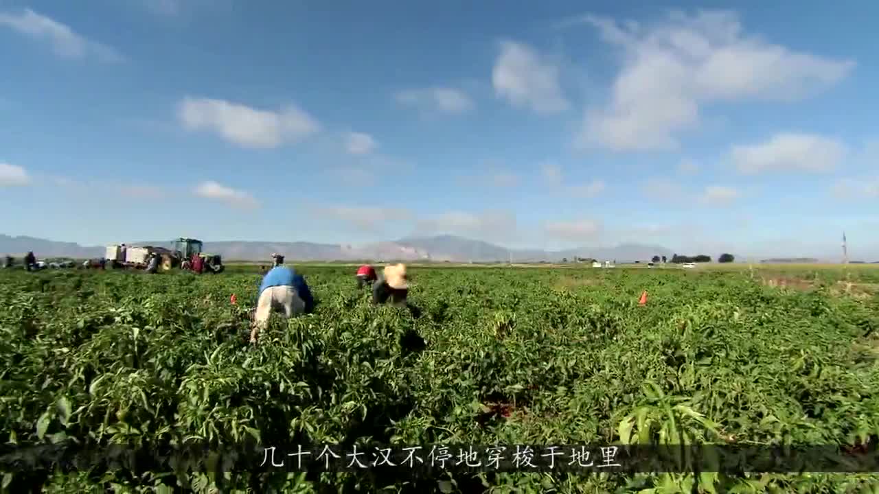 实拍青椒是如何采摘加工成粉末的，看后想吃吗？