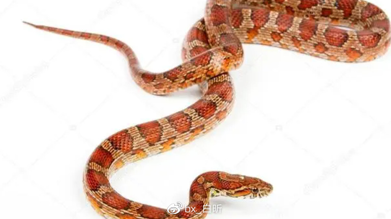 1995年，吉林农妇好心救毒蛇，多次放生却赖着不走，一养就是12年休闲区蓝鸢梦想 - Www.slyday.coM