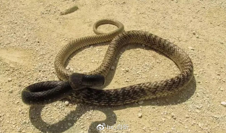 1995年，吉林农妇好心救毒蛇，多次放生却赖着不走，一养就是12年休闲区蓝鸢梦想 - Www.slyday.coM