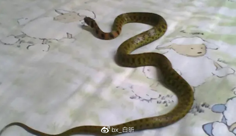 1995年，吉林农妇好心救毒蛇，多次放生却赖着不走，一养就是12年休闲区蓝鸢梦想 - Www.slyday.coM