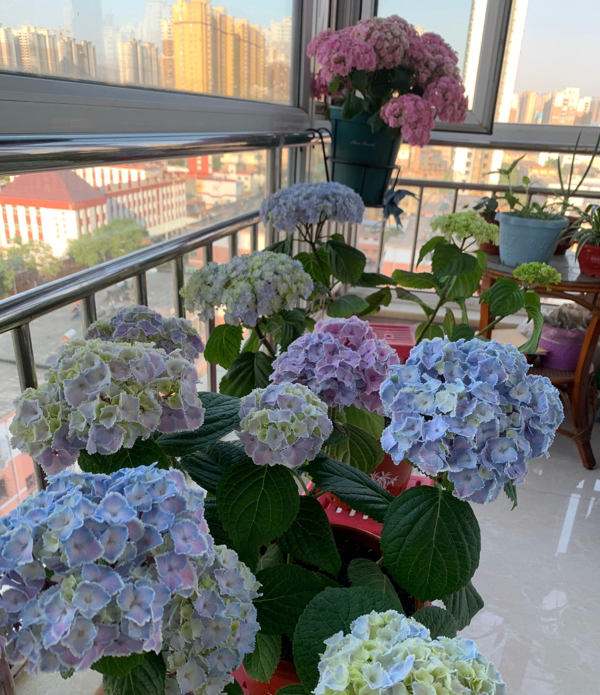 阳台养绣球花就选蒙娜丽莎植株低矮花色美丽多季花开