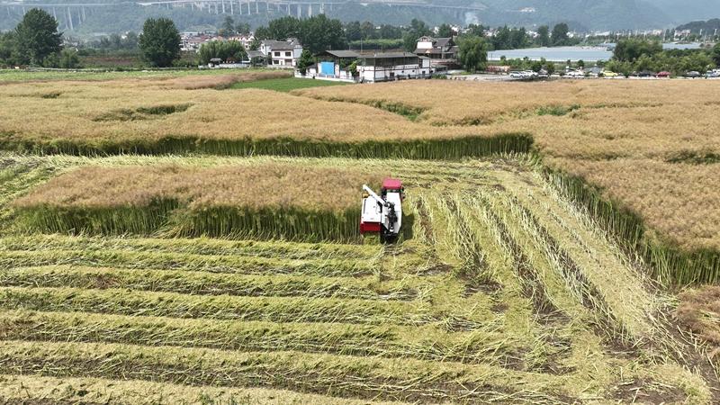 贵州金沙：小田变大田 沃野焕新机