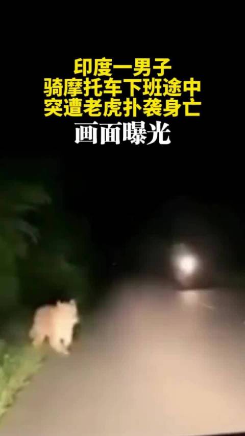 印度一男子骑摩托车下班途中，突遭老虎扑袭身亡，画面曝光