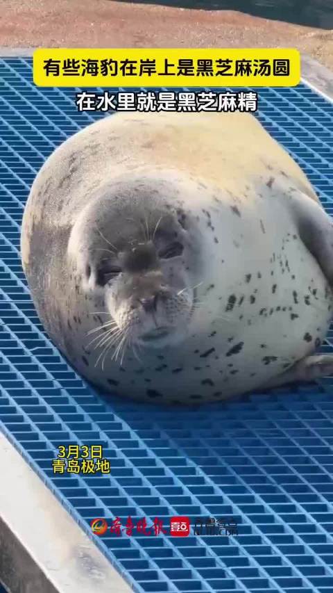果然视频丨斑海豹：岸上黑芝麻汤圆，下水秒变黑芝麻精
