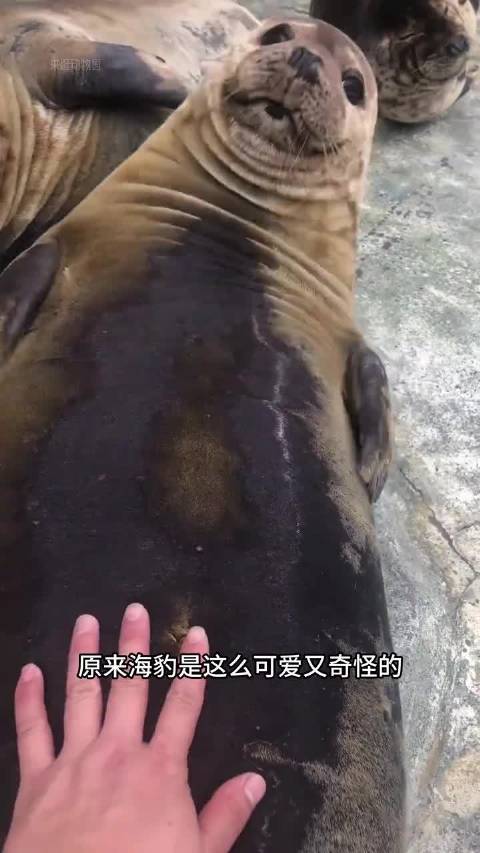 海豹最大的爱好就是打击豹腹