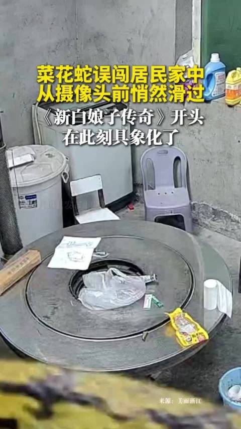 菜花蛇误闯居民家中，从摄像头前悄然滑过，《新白娘子传奇》开头在此刻具象化了