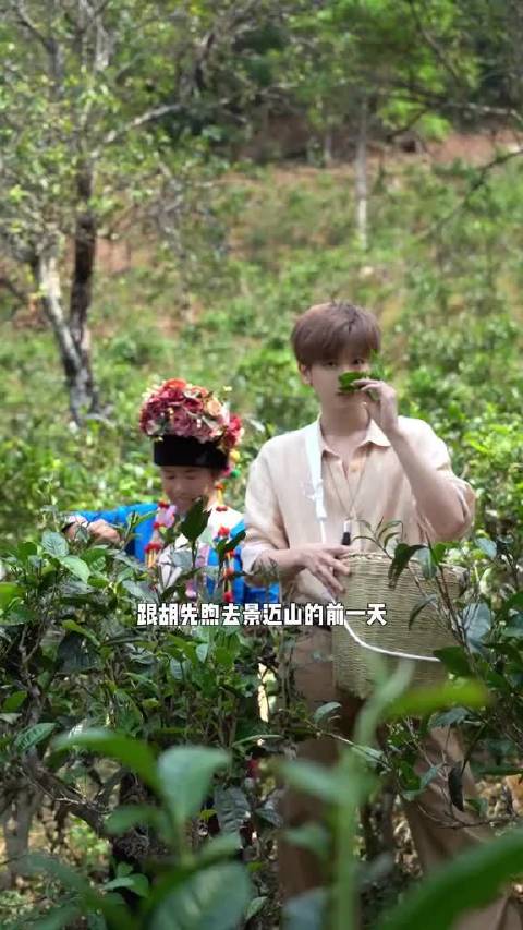 胡先煦探访茶祖节，布朗族先人茶园遗训引深思