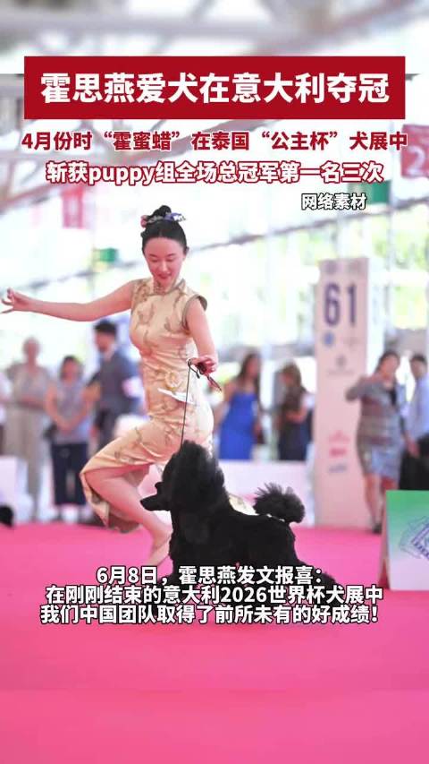 霍思燕爱犬“霍蜜蜡”在意大利夺冠