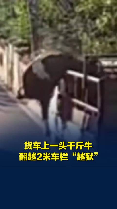 货车上一头千斤牛，翻越2米车栏“越狱”，当事人：牛未受伤，可能是不想被屠