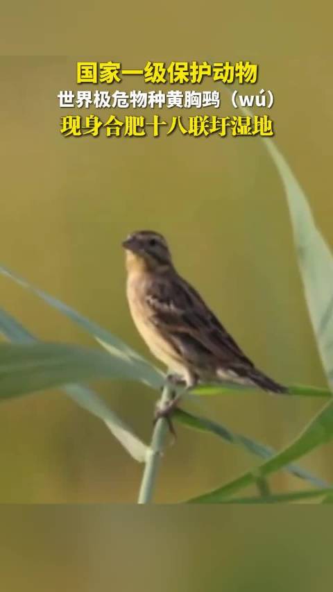 国家一级保护动物，世界极危物种黄胸鹀（wú）现身合肥十八联圩湿地