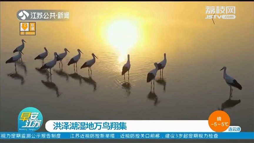 洪泽湖湿地万鸟翔集!东方白鹳矗立水面,夕阳映衬下犹如一幅水墨画|洪泽湖|水墨画|翔集_新浪新闻