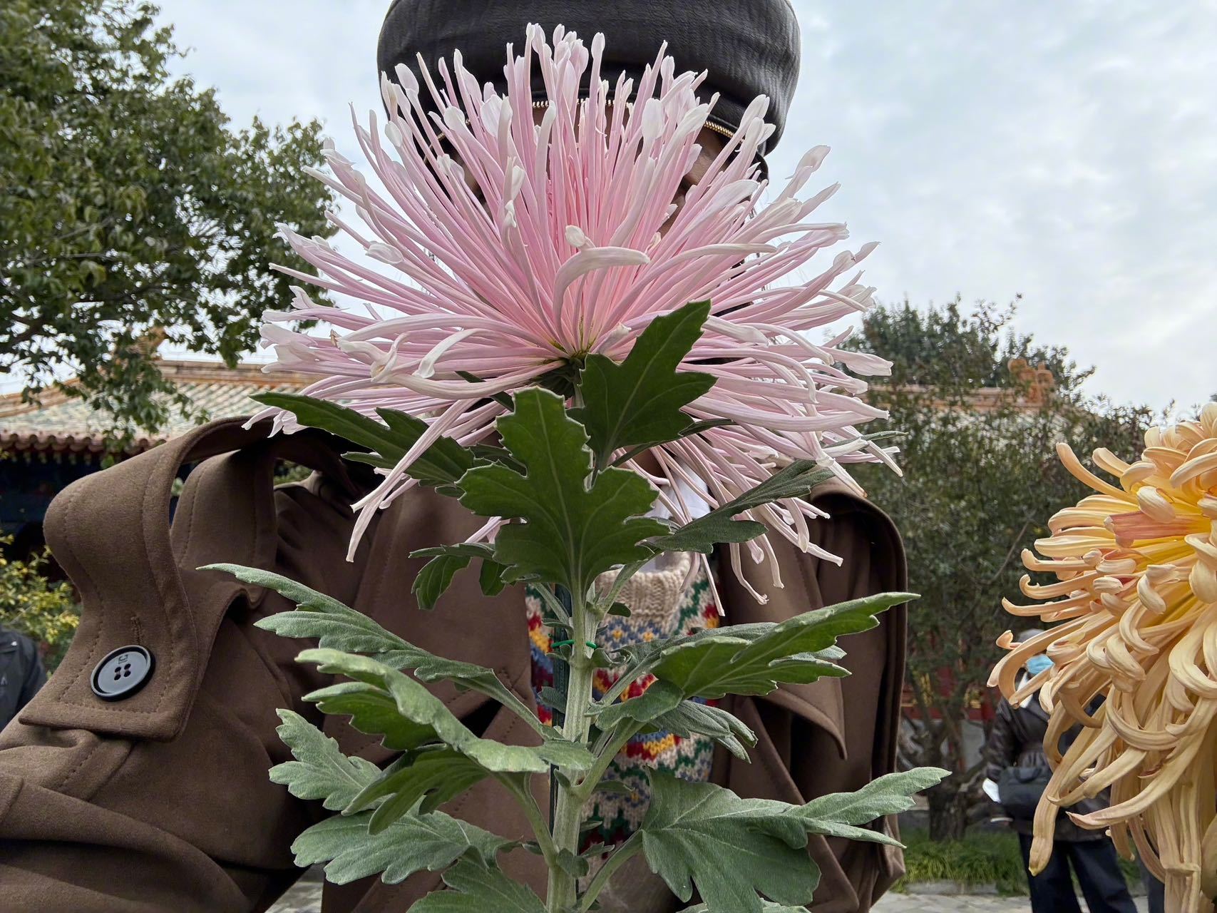 王珞丹晒巨型菊花照，花朵大过巴掌脸