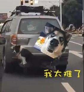 狗掉毛排行榜_爱掉毛狗狗排行二哈居首德牧次席,不爱掉毛的狗狗前三甲在欧洲