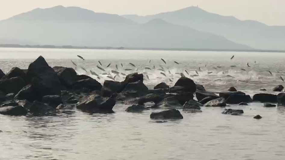 深圳湾：千鱼旋转跳跃！|深圳湾|深圳市_新浪新闻