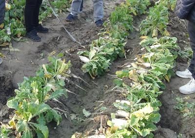 什么时候采收萝卜最合适?霜冻前不收影响并不大,关键在于这一点休闲区蓝鸢梦想 - Www.slyday.coM 什么时候采收萝卜最合适?霜冻前不收影响并不大,关键在于这一点休闲区蓝鸢梦想 - Www.slyday.coM