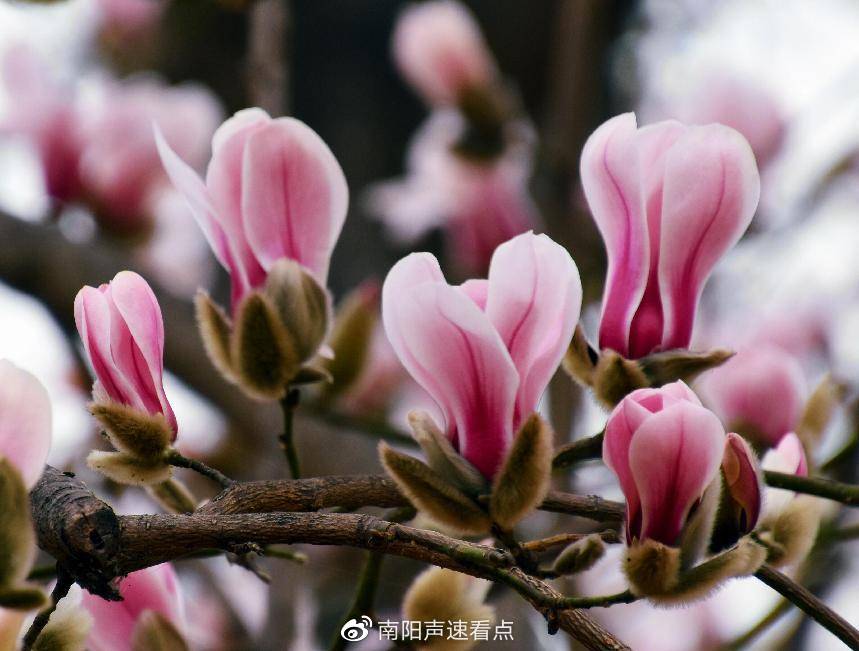 河南南召:玉兰繁花似锦扮靓山乡