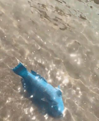 哈士奇散步时发现有一条搁浅的鱼,二哈:麻麻,快救它!