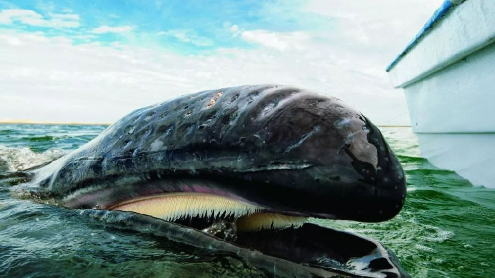 虎鲸怎样猎杀鲸鱼？轮番按压淹死灰鲸，却只吃喜欢的两...