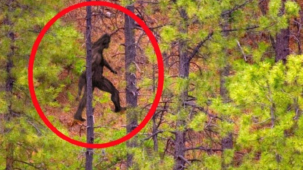 大脚怪传闻真相揭秘 世界上最高的人有多高